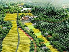 淄川區(qū)：山東淄博農業(yè)科技園區(qū)晉升“國家隊”