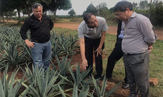 “中國劍麻之鄉(xiāng)”湛江農(nóng)墾，積極創(chuàng)建國家現(xiàn)代農(nóng)業(yè)產(chǎn)業(yè)園