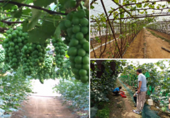 中國(guó)“水果之鄉(xiāng)、海蜇之鄉(xiāng)”蓋州市積極爭(zhēng)創(chuàng)國(guó)家現(xiàn)代農(nóng)業(yè)產(chǎn)業(yè)園