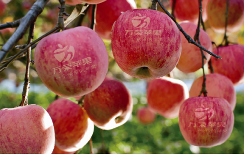 依托蘋果和香菇兩大特色優(yōu)勢產(chǎn)業(yè)，萬榮縣積極申創(chuàng)國家農(nóng)業(yè)現(xiàn)代化示范區(qū)